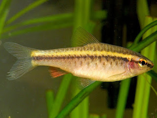 Cherry Barb Fish Pictures