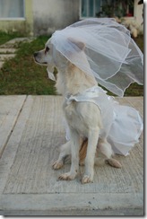 Dog wedding, Chihuahua in a wedding dress