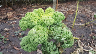 grønkåls plante