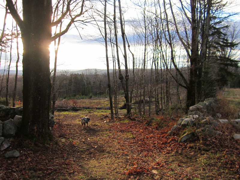 views from the new pasture gate, with althea title=