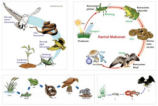 Gambar Contoh Ekosistem Darat Rantai Makanan Penjelasan ...