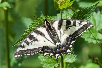 Western Tiger Swallowtail