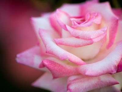 fotografias de rosas coloridas