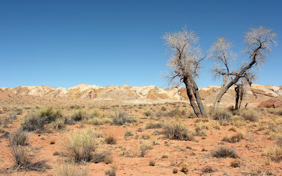 HI-DEF Picture Desert Landscape Trees and shrubs 2560x1600 Shriveled Shrub.