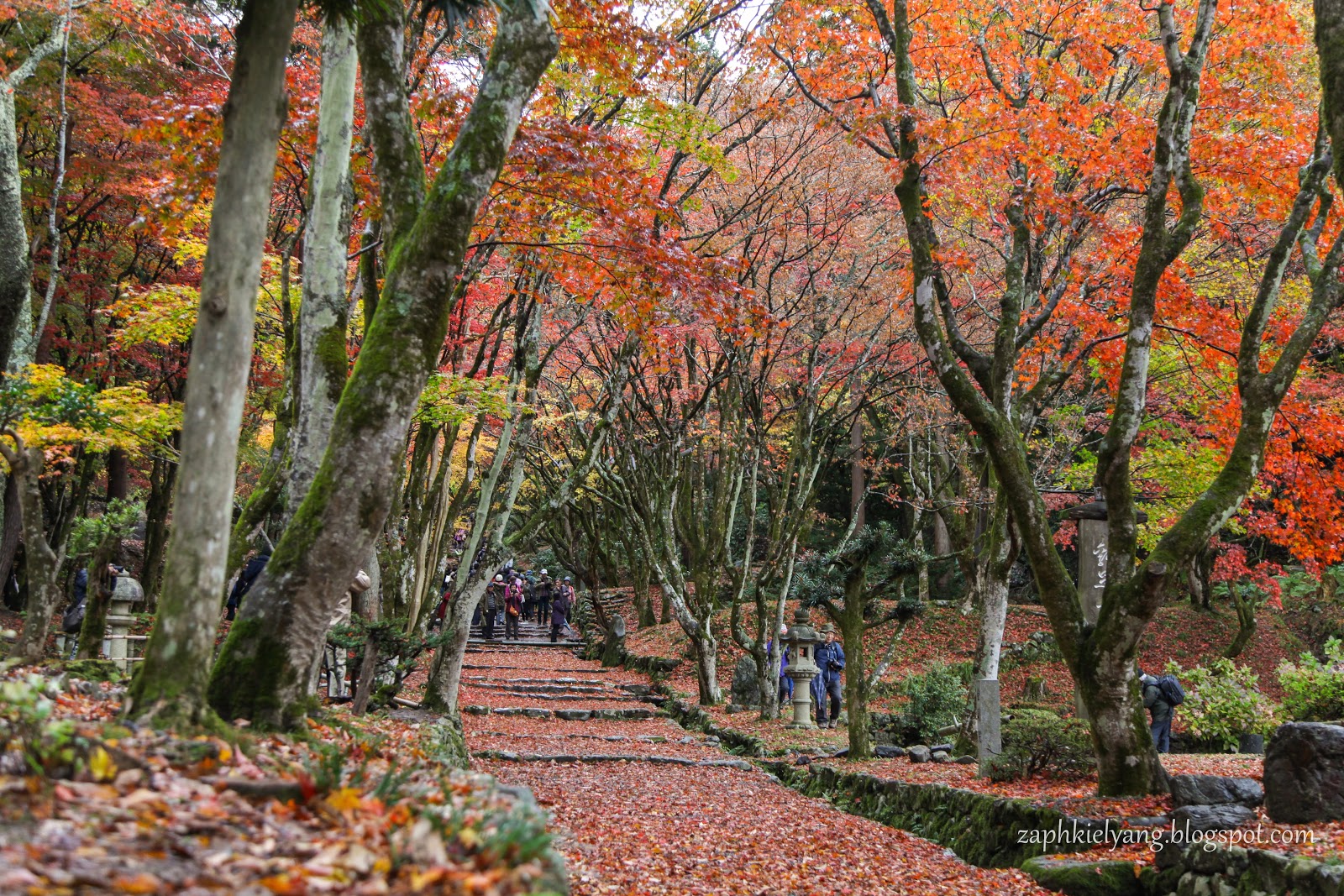 日本滋賀 日本關西秋季賞楓之旅 滋賀湖北紅葉名所木之本雞足寺