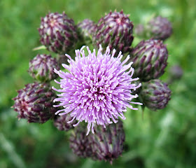 Flower of creeping thistle, Cirsium arvense, in Hayes Station car park, 20 June 2011.