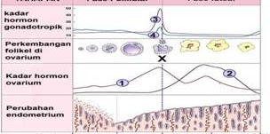 Contoh Soal USBN Biologi SMA dan Kunci Jawabannya  Part-4