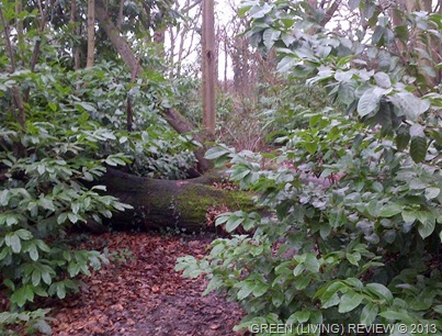 Fallen Lime Tree2