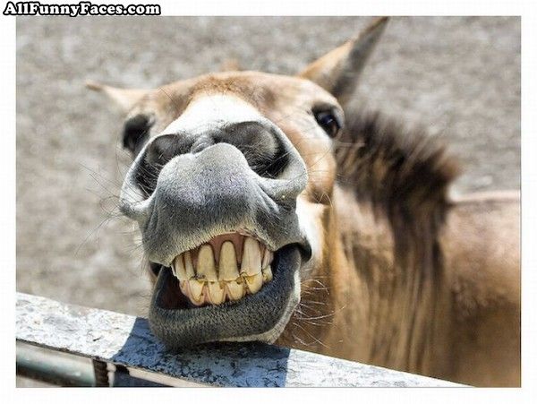 Funny Horse Smile