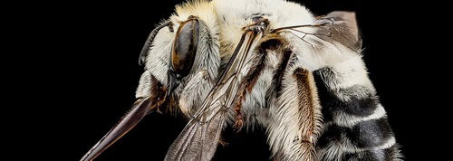 Bee Macro Photos