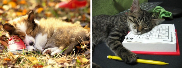 Animais e pessoas cansadas dormem em qualquer lugar, engraçado!