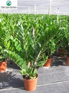 The Benefits of Having a Zamioculcas Zamiifolia in Your Home or Office