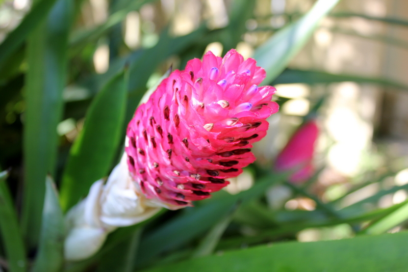 Catching Happiness: Field Trip Friday: Sunken Gardens