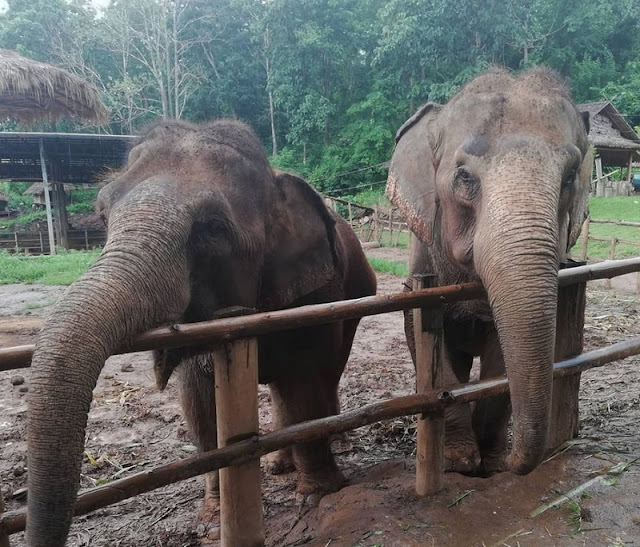 elephant care in mae wang