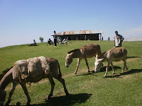 image of three donkeys