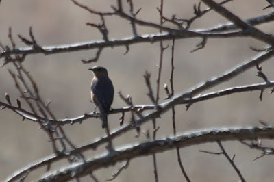 female bluebird in pear tree