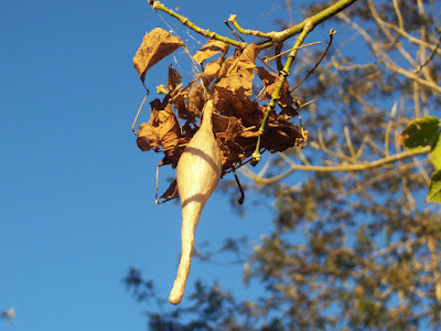 magnificent bolas spider's egg sacs