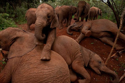 Kenya's Baby Elephant Orphanage Seen On www.coolpicturegallery.us