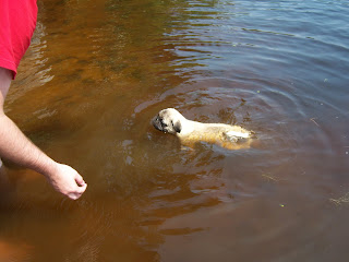 pugs swimming