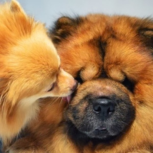 http://photofun4u.com/cutest-pups-on-instagram