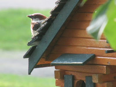 A Look in to My Garden 6/17/15