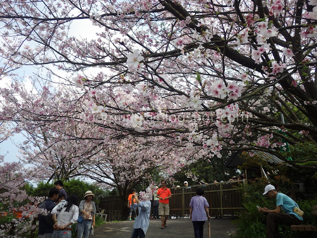 Taipei cherry blossoms Orange Cafe