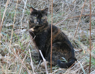 Katt på vårpromenad