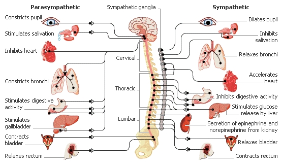 Brain Stem Functions1