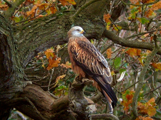 Autumn Hawk4