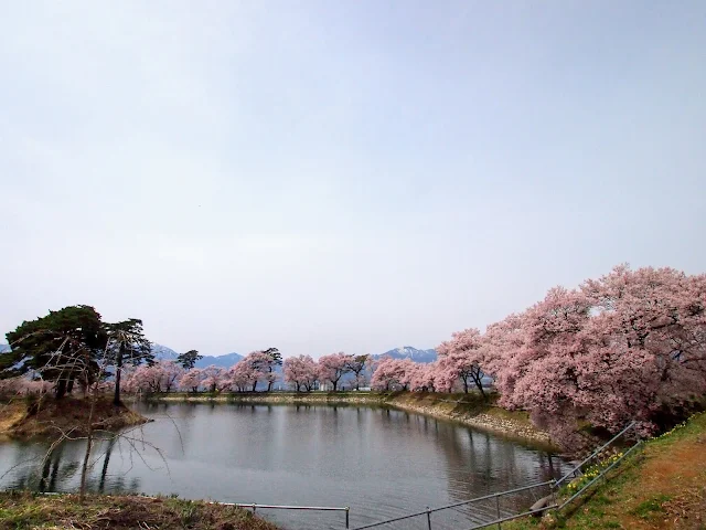 六道の堤　桜