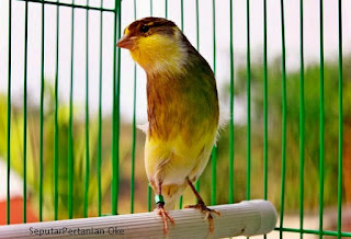 Jenis-jenis Burung Kicau Terbaik dan Termahal