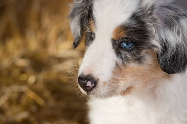 Berger Australien aux yeux de couleur différente: (vairon, bleu, vert et marron)