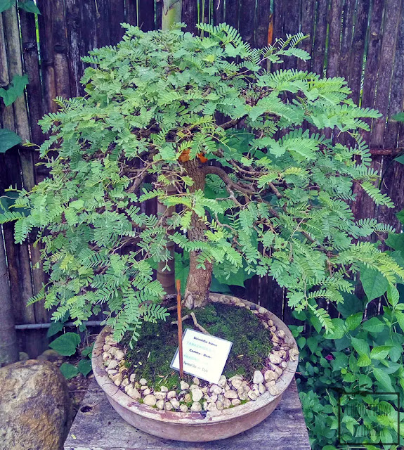 tamaryndowiec indyjski (tamarindus indica) warunki uprawy, opis gatunku. Wymagania wodne, glebowe tamaryndowca, a także jego wygląd - liście, kwiaty, owoce, korzenie.