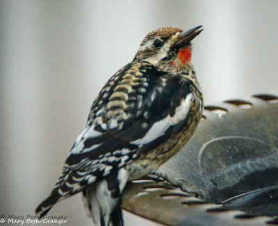 Yellow-bellied Sapsucker on a birdbath photo by mbgphoto