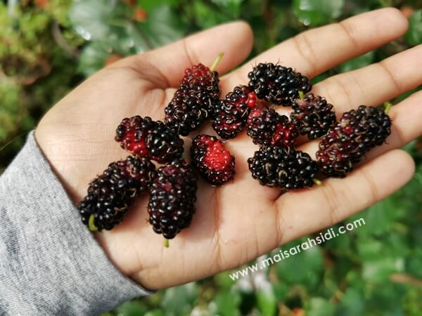 buah mulberry