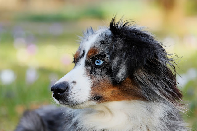 blue-eyed-dog-breeds