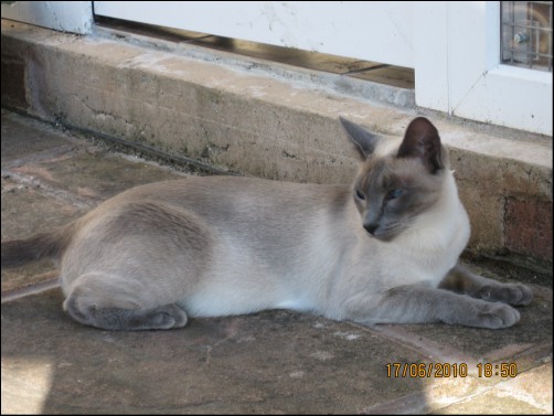 Tonkinese Cat Colours