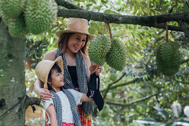 Mùa thu hoạch Sầu Riêng trong trang trại