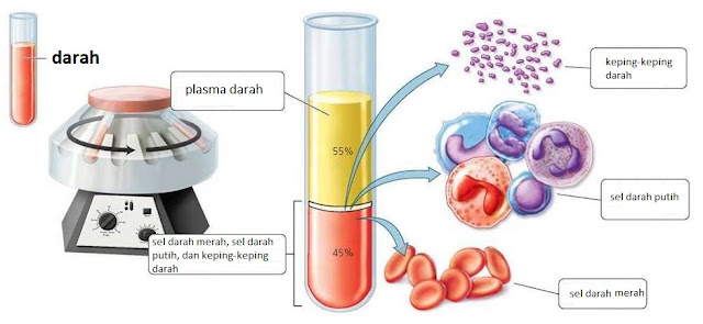 Komponen Darah, Fungsi Darah, dan Golongan Darah
