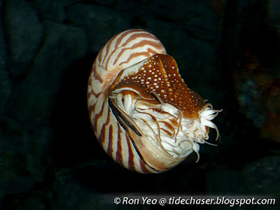 Nautilus 