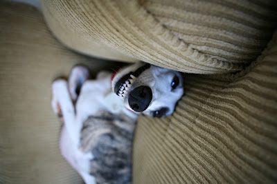 whippet teeth