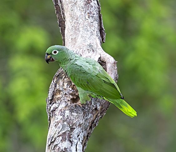 https://en.wikipedia.org/wiki/Amazon_parrot