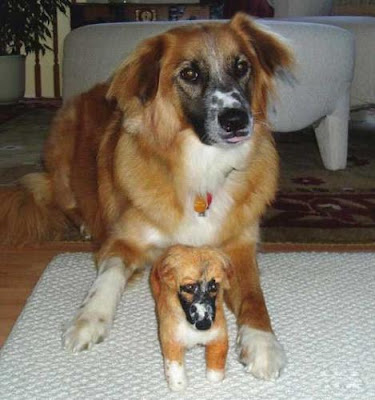 Dogs with their small versions