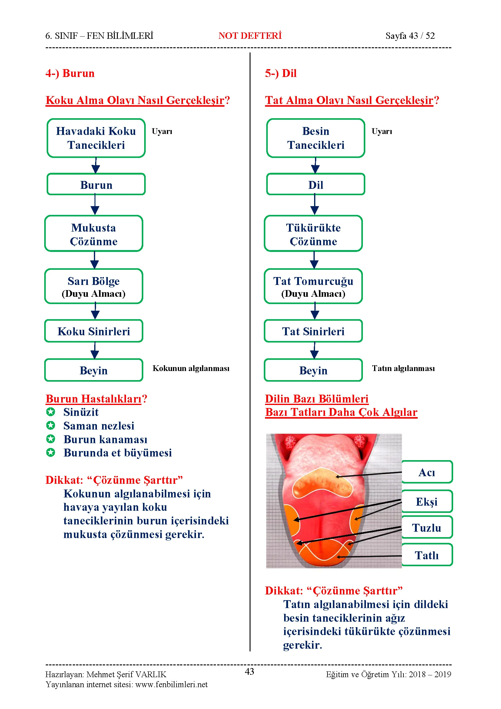 Fen Bilimleri 6.Sınıf Özet Ders Notu, Konu Anlatımı Pdf