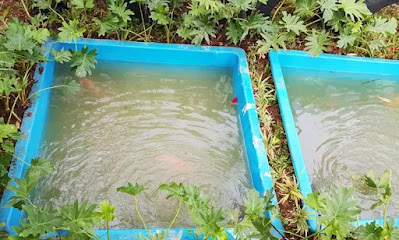 ternak ikan di pekarangan