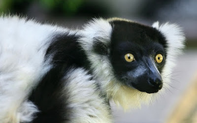 Assemelham-se aos macacos, no aspecto e nos hábitos, mas são dotados de focinho que lembra o da raposa, grandes olhos, pelo lanoso, muito macio, e cauda geralmente longa e peluda.