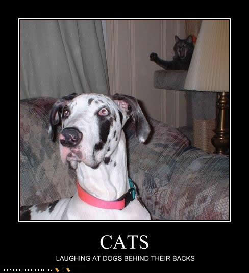 Funny Cats And Dogs With Captions