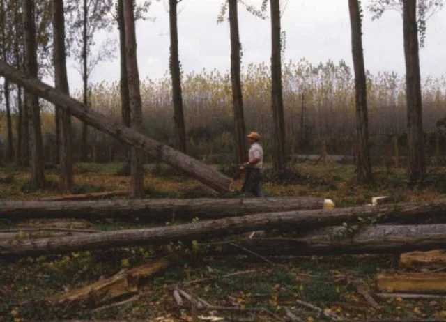 Productores forestales