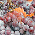 Grandes vinos dulces del mundo