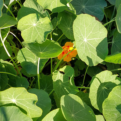 Família: Tropaeolaceae Nome científico: Tropaeolum majus Sinomínia:  Nome(s)Popular(es): Cinco-chagas, capuchinha, capuchinho, mastruço-do-peru, flor-de-sangue, flor-de-chagas, chagas, nastúrcio, agrião-do-méxico, chaguinha, capucine, agrião-da-índia, mastruço[Por]; garden nasturtium, Indian cress or monks cress[Ing]; La capuchina, taco de reina, espuela de galán, flor de la sangre, llagas de Cristo, marañuela, mastuerzo de Indias, pelón[Esp].